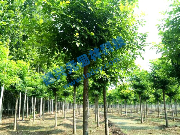 c鿴ԔϢ}Ϟ xΔ(sh)2141