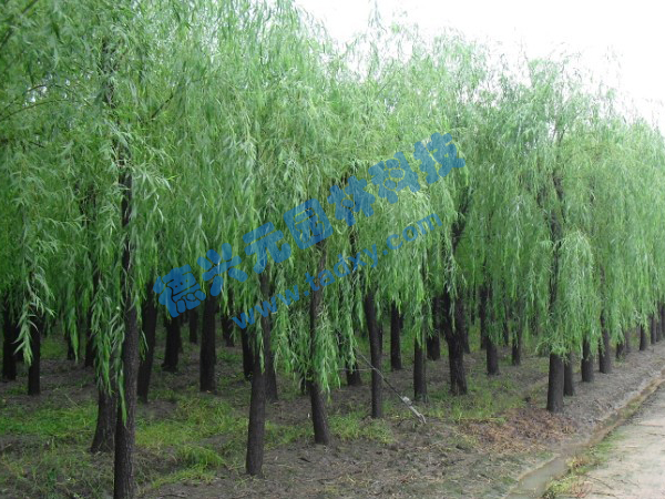 c鿴ԔϢ} xΔ(sh)2138