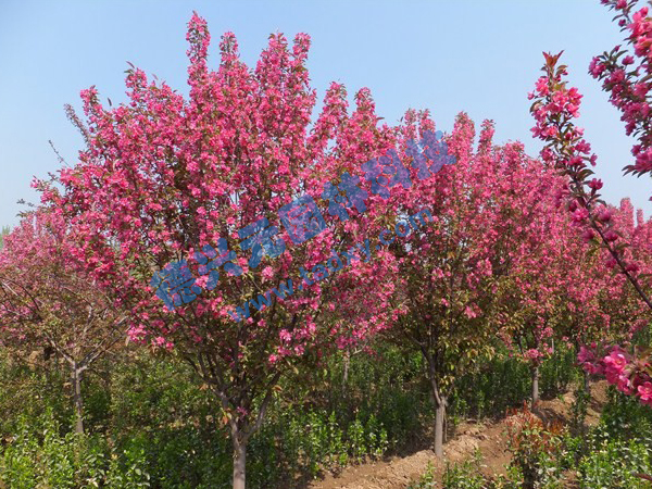 c鿴ԔϢ} xΔ(sh)2139