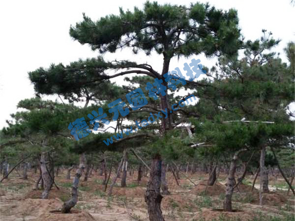 c鿴ԔϢ} xΔ(sh)2214