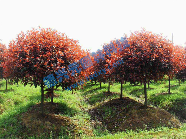 c鿴ԔϢ}t~ʯ骘 xΔ(sh)2453