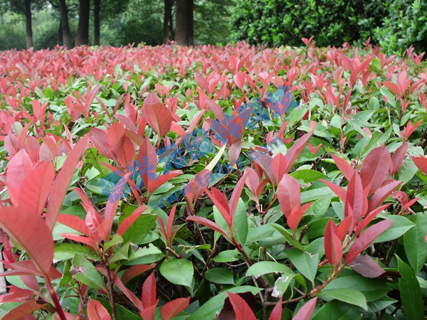 c鿴ԔϢ}t~ʯ xΔ(sh)2199